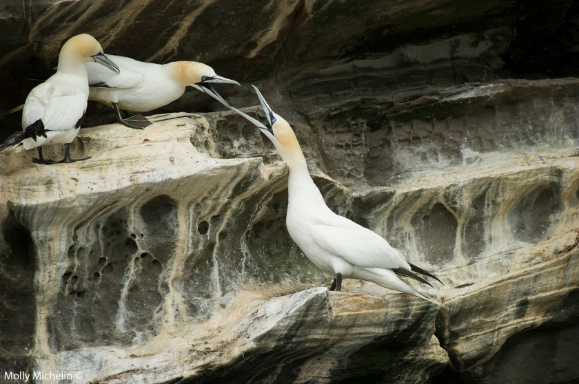 gannet_cliff_colony