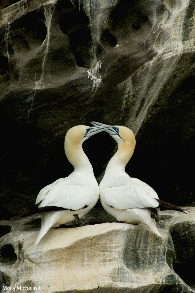 gannets_cliffs2
