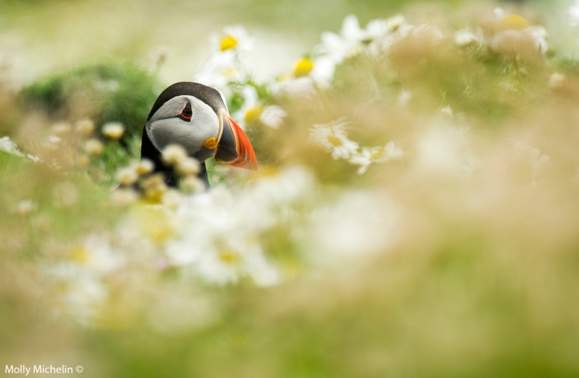 puffin_flowers1