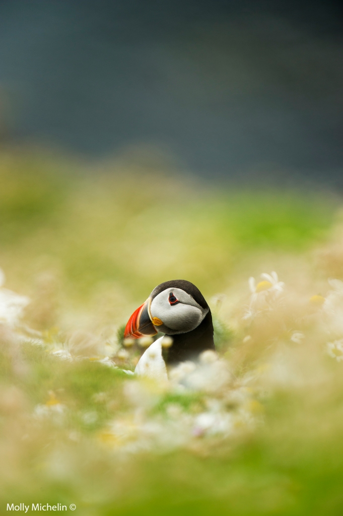 puffin_flowers_2